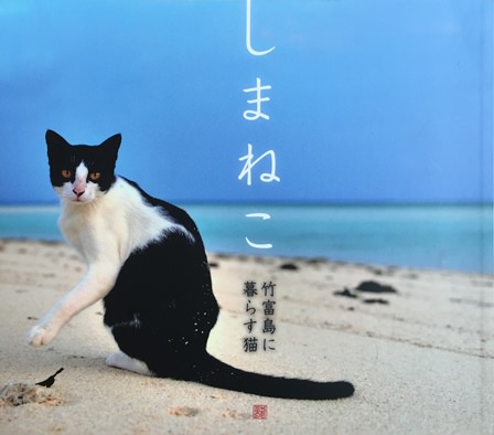 しまねこ 竹富島に暮らす猫