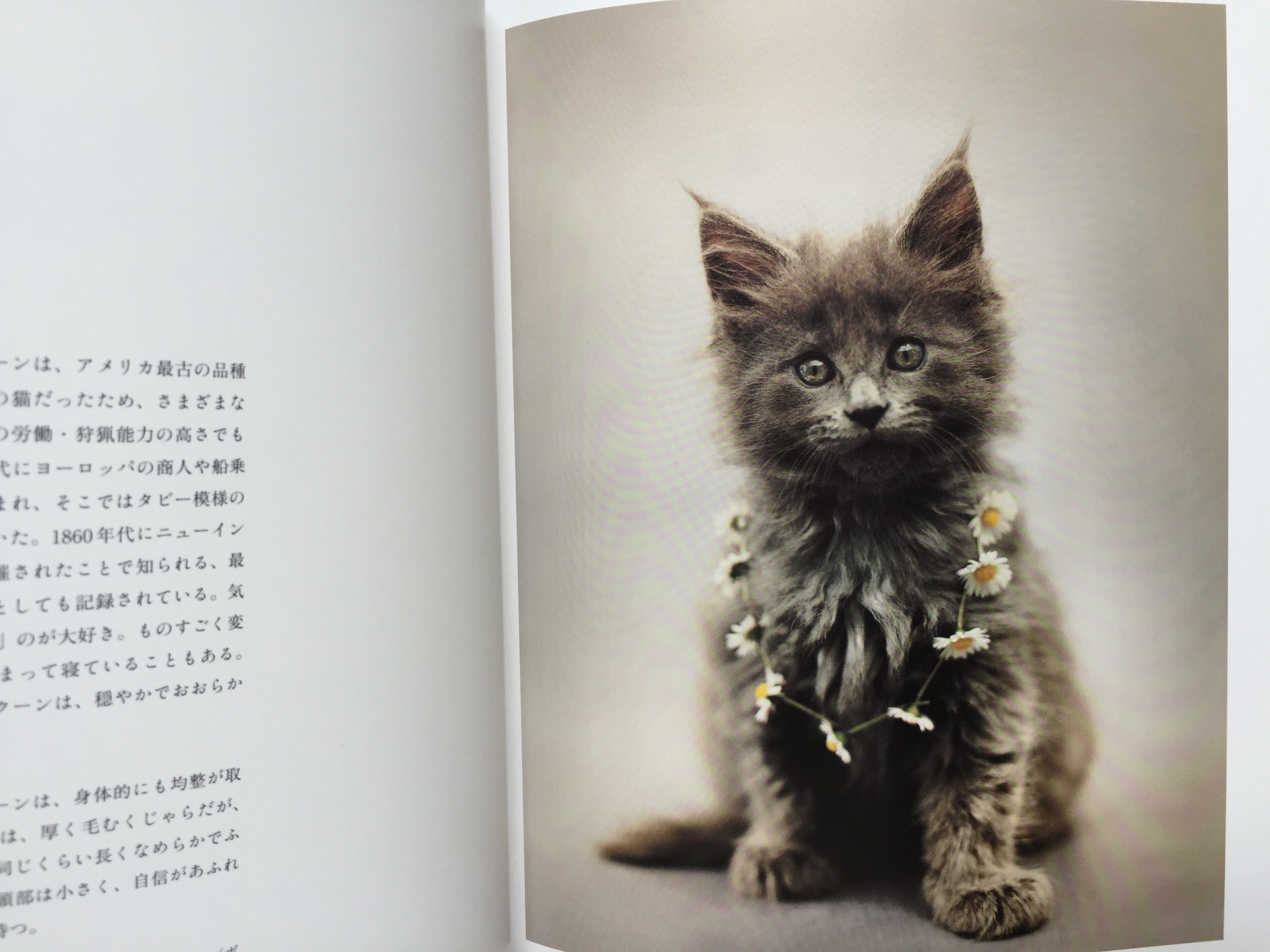 世界の美しい猫101 | 猫本専門書店 書肆 吾輩堂
