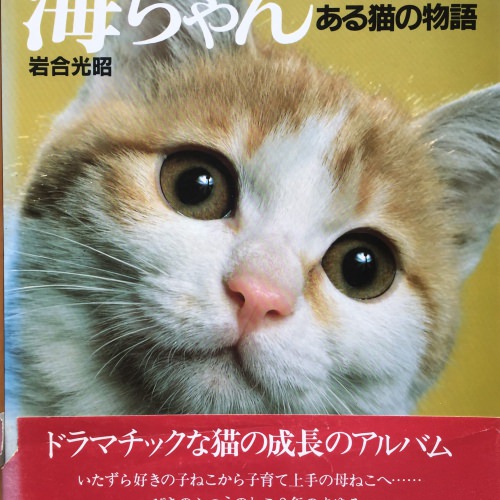 海ちゃん―ある猫の物語 (大型本)