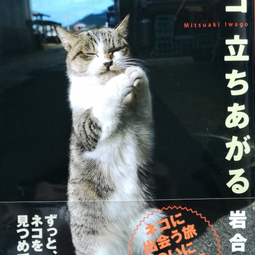 ネコ 立ちあがる―ニッポンの猫写真集（大型本）