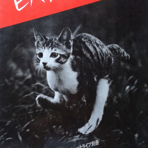 ビバ！サスケ　子猫の風景・キャットライフ別冊