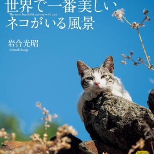 猫の顔