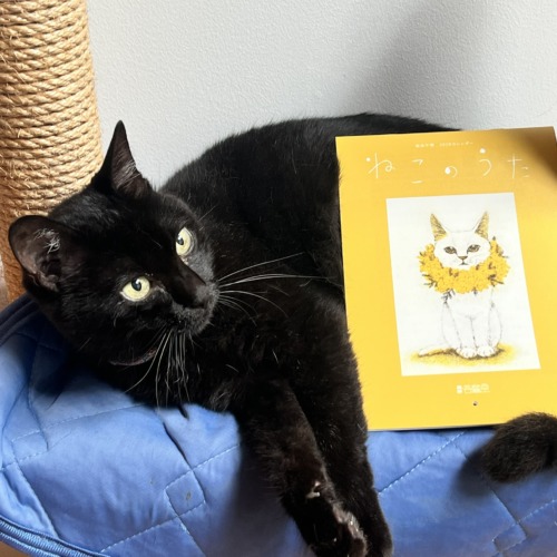 坂本千明さんのカレンダー完売しました