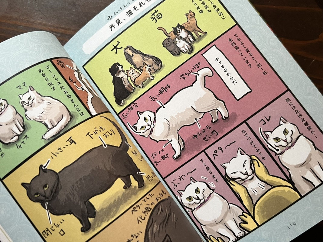 白猫ページです。 DSC_51572-01.jpeg