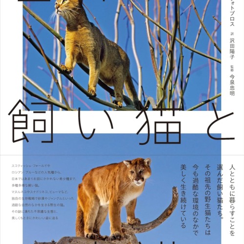 世界の飼い猫と野生猫