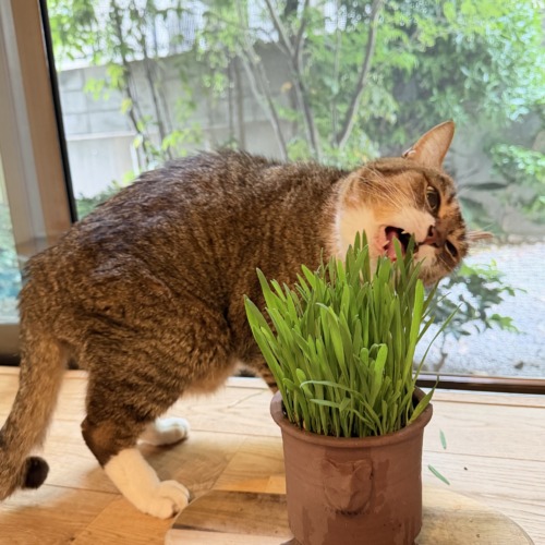 熊本象陶器　「三脚植木鉢　猫」小（土＋猫草の種付き）