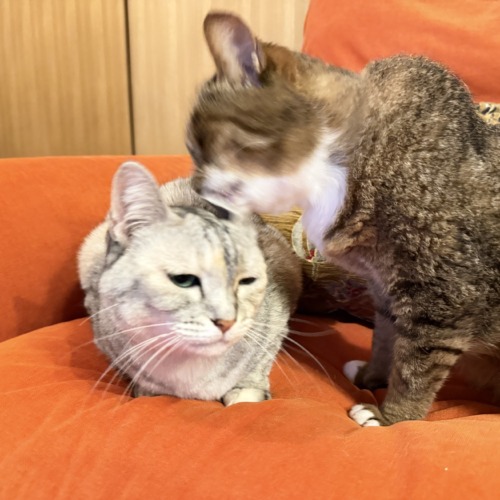 猫ジャーナルさんの記事にしていただきました